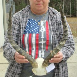 20" Impala Skull Plate and Horns  