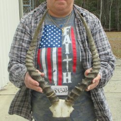 20" Impala Skull Plate and Horns  