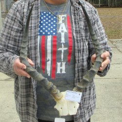 21" Impala Skull Plate and Horns  