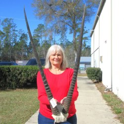 Gemsbok Skull Plate with 36" and 37" Horns