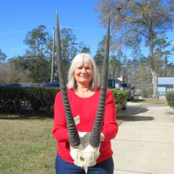 B-Grade Gemsbok Skull Plate with 28" & 29" Horns