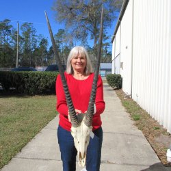 15" Gemsbok Skull with 33" Horns 