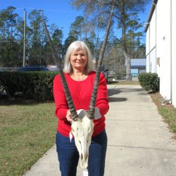 14" Gemsbok Skull with 27" Horns 