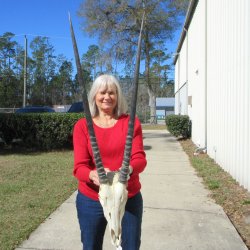 15" Gemsbok Skull with 33" Horns 