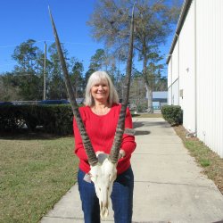 15" Gemsbok Skull with 35" & 36" Horns 