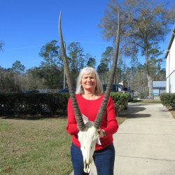 15" Gemsbok Skull with 35" & 36" Horns 