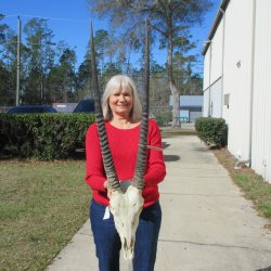 15" Gemsbok Skull with 31" Horns 