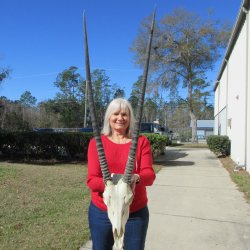 15" Gemsbok Skull with 34" & 35" Horns 