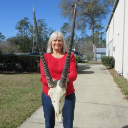 15" Gemsbok Skull with 29" & 30" Horns 