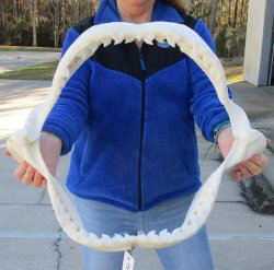 Tiger Shark Jaw 21 inches wide for sale $750 (Adult Signature Required)