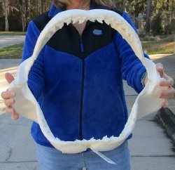 Tiger Shark Jaw 19 inch wide - $450 each (Signature Required) <font color=red> (NO POST OFFICE (USPS) SHIPPING!!!)</font>
