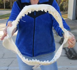 Tiger Shark Jaw 20 inches wide for sale $650 (Adult Signature Required)