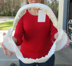 Tiger Shark Jaw 16 inches wide for sale $225