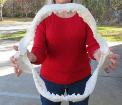 Tiger Shark Jaw 17 inches wide for sale $450 (Signature Required)