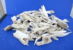 12lb Assorted Broken Alligator Bones 