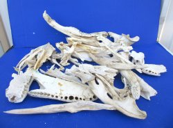 12lb Assorted Alligator Bones 