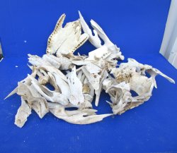 12lb Assorted Alligator Bones 