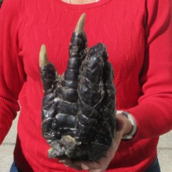 8-1/2 inch Preserved Alligator Foot 