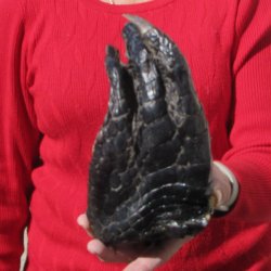 7-1/4 inch Preserved Alligator Foot 