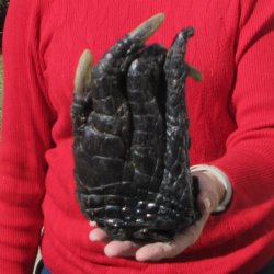 8-1/2 inch Preserved Alligator Foot 