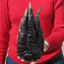 9-1/2 inch Preserved Alligator Foot 