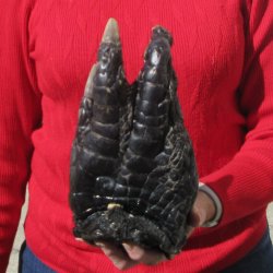 9-1/2 inch Preserved Alligator Foot 