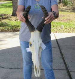 17 inch Red Hartebeest Skull and 17 inch horns for sale