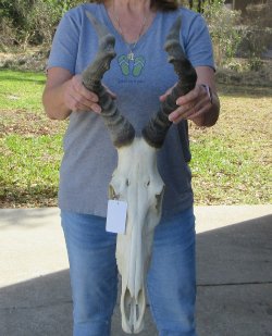 16 inch Red Hartebeest Skull and 17-1/2 inch horns for sale
