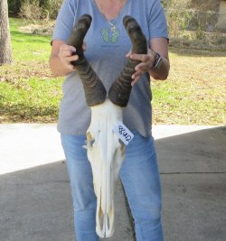 18 inch Red Hartebeest Skull 19-1/2 inch horns for sale