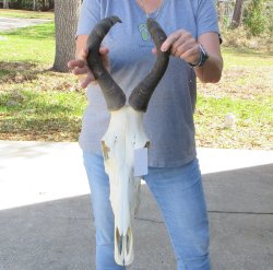 16 inch Red Hartebeest Skull 17 inch horns for sale