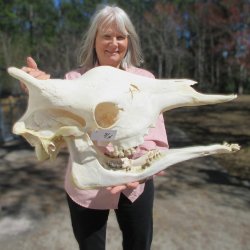 Female Giraffe Skull with Lower Jaw (Mandible) - Adult Signature Required Cites #P000041049