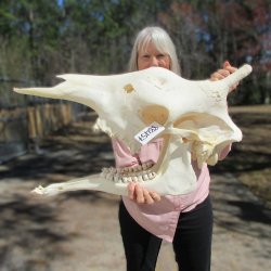 Female Giraffe Skull with Lower Jaw (Mandible) - Adult Signature Required Cites #P000041049