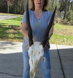 African Female Eland Skull with 21" Horns