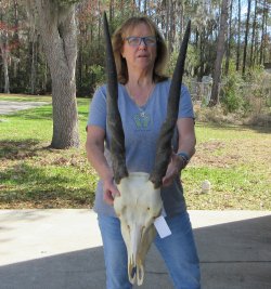 African Female Eland Skull with 26" Horns