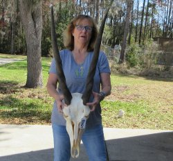 African Female Eland Skull with 28" Horns