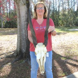 African Female Eland Skull with 26" & 27" Horns