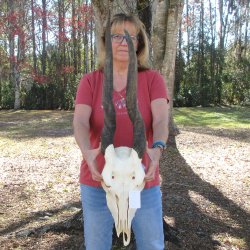 African Female Eland Skull with 25" Horns
