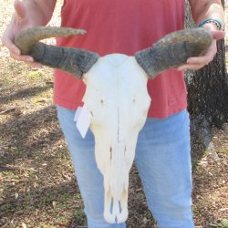 Slight B-Grade African Blue Wildebeest Skull with 17" Horn Spread 