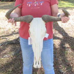 B-Grade African Blue Wildebeest Skull with 23" Horn Spread 