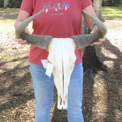 B-Grade African Blue Wildebeest Skull with 21" Horn Spread <font color=red> (NO POST OFFICE (USPS) SHIPPING!!) </font>