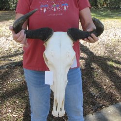 B-Grade African Blue Wildebeest Skull with 19" Horn Spread <font color=red> (NO POST OFFICE (USPS) SHIPPING!!) </font>