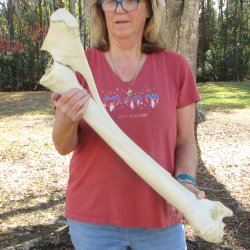 32" Giraffe Radius Leg Bone 