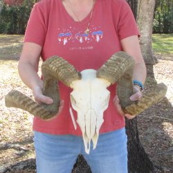 African Merino Ram/Sheep Skull with 28" & 29" Horns
