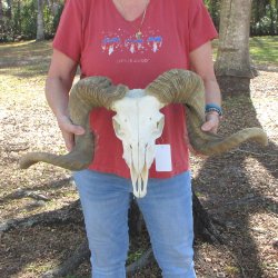African Merino Ram/Sheep Skull with 31" Horns (Horns Stuck On)