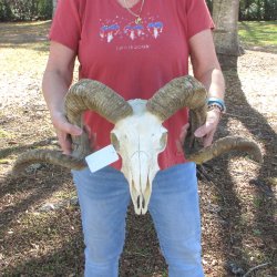African Merino Ram/Sheep Skull with 31" Horns (Horns Stuck On)