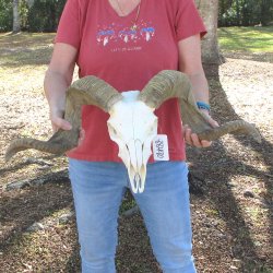 African Merino Ram/Sheep Skull with 28" Horns