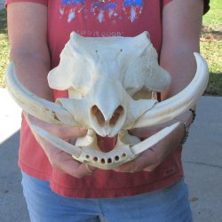 15" African Warthog Skull with 8" & 9" Ivory Tusks 