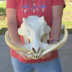 15" African Warthog Skull with 10-1/2" Ivory Tusks 