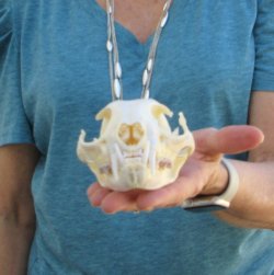 4-3/4" x 3-1/2" Bobcat Skull