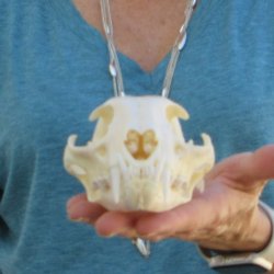 4-3/4" x 3-1/2" Bobcat Skull